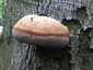 Bükkfa-tapló (Fomes fomentarius), Budai-hegység